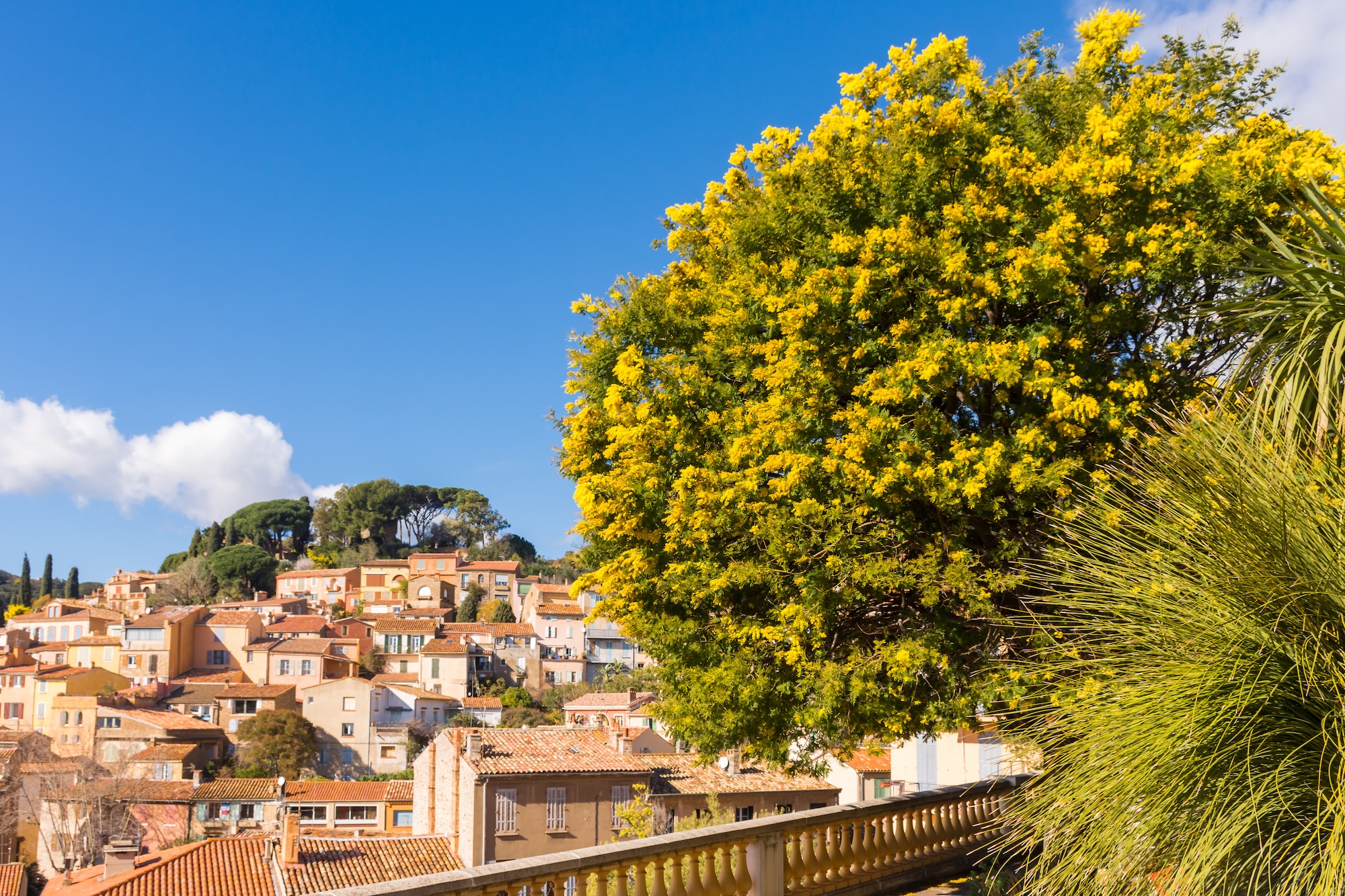 Bormes les Mimosas var