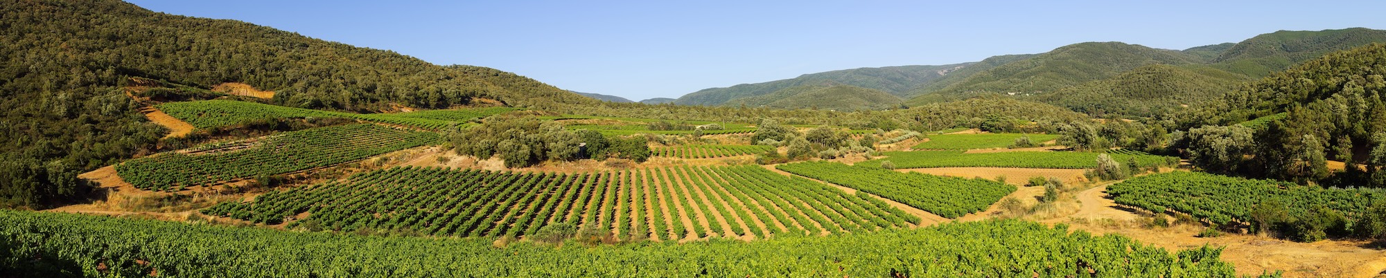 vignes var vin france